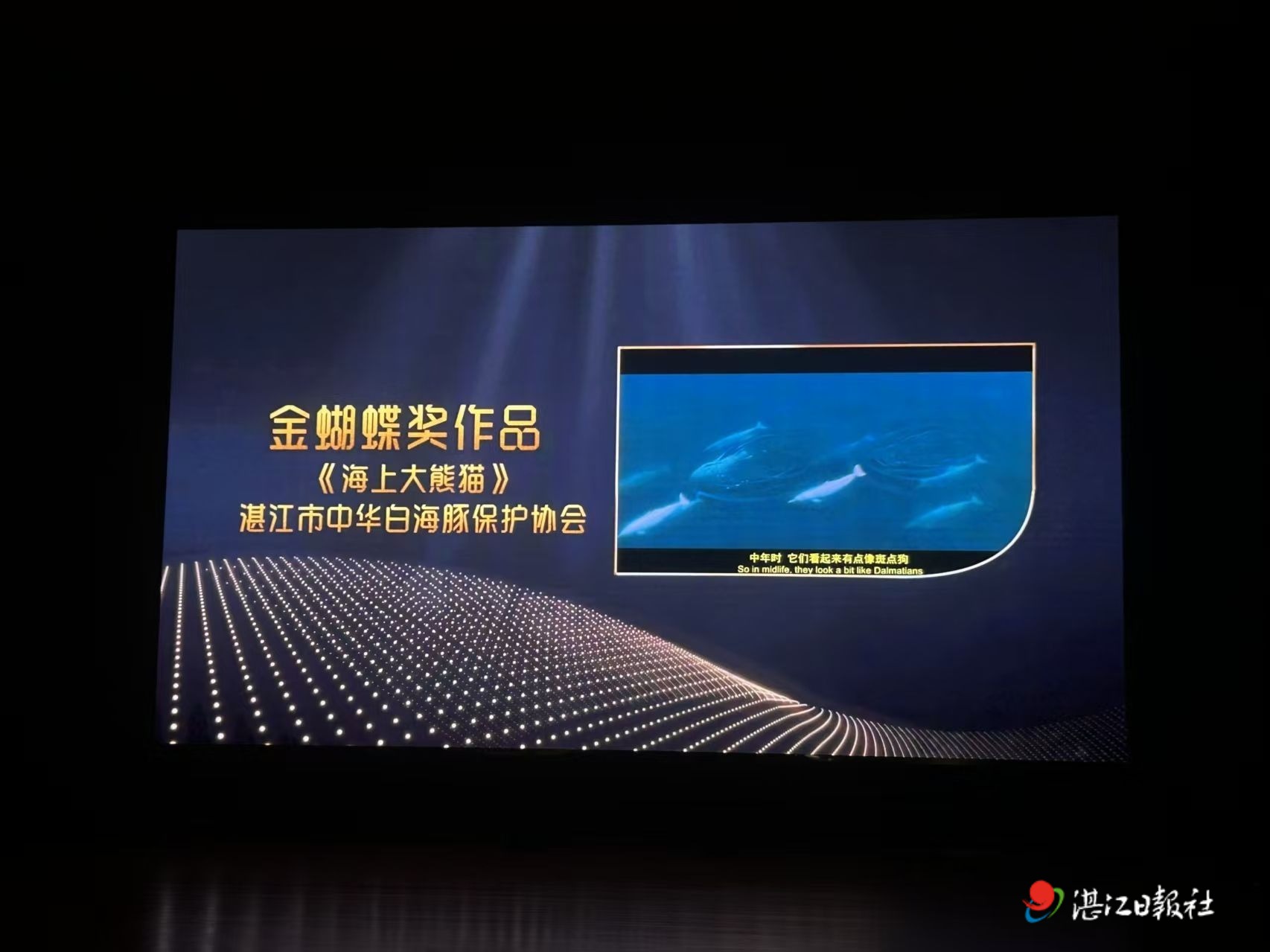 湛江纪录片《海上大熊猫》摘得2025“深·爱”公益影像周“金蝴蝶奖”